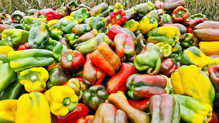 Coldiretti Torino: &quot;Il peperone di Carmagnola esempio di agricoltura attenta all'ambiente&quot;