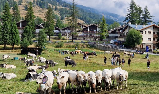 Due giorni per Miss Mucca e Miss Manza, elette tra gli applausi a Pragelato Due giorni per Miss Mucca e Miss Manza, elette tra gli applausi a Pragelato