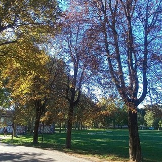 Ambiente, approvata la Carta di vulnerabilità arborea della Città di Torino Ambiente, approvata la Carta di vulnerabilità arborea della Città di Torino