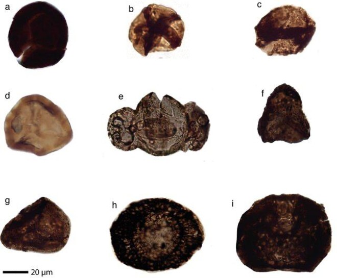 Tracce di fossili a livello del mantello terrestre: nelle valli del Pinerolese il primo caso al mondo Tracce di fossili a livello del mantello terrestre: nelle valli del Pinerolese il primo caso al mondo