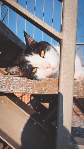 Il gatto Pier Carlo