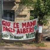 Gli ambientalisti chiedono lo stop dell'abbattimento massiccio di alberi sani