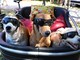 Red carpet a quattro zampe: Pinerolo celebra i cani più simpatici e premia il più coraggioso