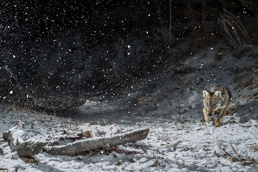 Uno scatto di lupi della Val Chisone di Fabrizio Moglia