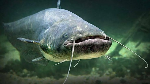 Il temutissimo pesce siluro