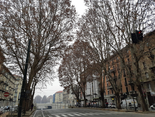 Viale alberato generica (corso Regina Margherita, Torino)