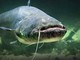 Il temutissimo pesce siluro Il temutissimo pesce siluro