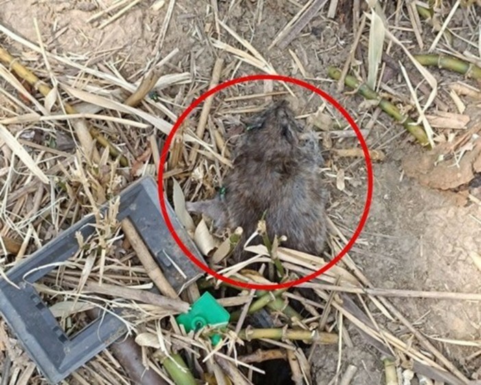 Un topo morto ai giardini Grosa
