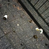 Cocci di bottiglia nei giardini Alimonda Cocci di bottiglia nei giardini Alimonda