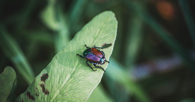 Foto di Richie Bettencourt - tamite Unsplash