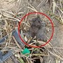 Un topo morto ai giardini Grosa