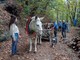 Mulattieri e muli in azione a Rorà