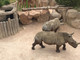A Zoom Torino si festeggia la &quot;Giornata mondiale del Rinoceronte&quot;