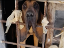 Animali denutriti, chiusi al buio tra escrementi e rifiuti: denunciata una donna a Coazze Animali denutriti, chiusi al buio tra escrementi e rifiuti: denunciata una donna a Coazze