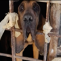 Animali denutriti, chiusi al buio tra escrementi e rifiuti: denunciata una donna a Coazze