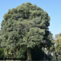Ambiente: 2.500 nuovi alberi per rigenerare i viali grazie a un accordo tra Comune e Fondazione Compagnia di San Paolo Ambiente: 2.500 nuovi alberi per rigenerare i viali grazie a un accordo tra Comune e Fondazione Compagnia di San Paolo