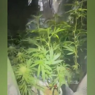 Tradito dall'odore di marijuana: arrestato 37enne coltivatore di ganja [VIDEO]