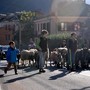 Bestiame e passeggiata con gli amici a quattro zampe per la fiera autunnale di San Germano Bestiame e passeggiata con gli amici a quattro zampe per la fiera autunnale di San Germano