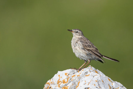 Le pisce da sci delle Alpi italiane risorsa per la biodiversità degli uccelli