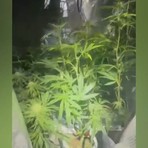 Tradito dall'odore di marijuana: arrestato 37enne coltivatore di ganja [VIDEO]