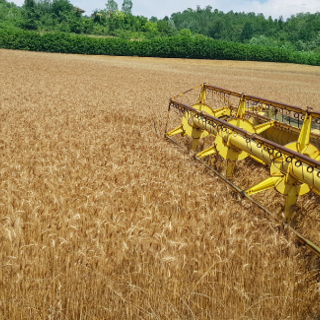 Confagricoltura Torino: &quot;In calo le produzioni e i prezzi di frumento tenero e orzo&quot;