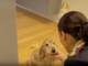 Polizia di Stato: nuovo spot contro l’abbandono degli animali durante il periodo estivo. Polizia di Stato: nuovo spot contro l’abbandono degli animali durante il periodo estivo.