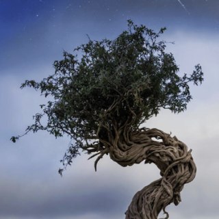 Al Mau, una doppia inaugurazione: Open Dreams e Root Al Mau, una doppia inaugurazione: Open Dreams e Root