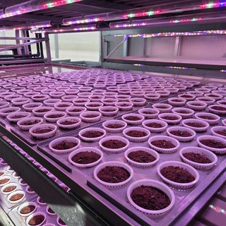 “Una Serra per Mirafiori” “Una Serra per Mirafiori”