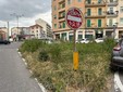 L'appello dei residenti per la potatura degli alberi L'appello dei residenti per la potatura degli alberi