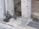 La lettera di una residente: “Intorno ai nostri palazzi un vespasiano a cielo aperto” La lettera di una residente: “Intorno ai nostri palazzi un vespasiano a cielo aperto”