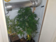 Nascondono nell'armadio una serra per la coltivazione di marijuana: arrestati due fratelli