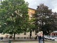 L'appello dei residenti per la potatura degli alberi L'appello dei residenti per la potatura degli alberi