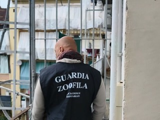 Il salvataggio da parte delle guardie zoofile