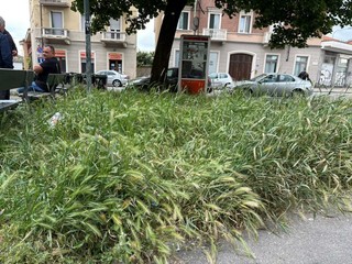 L'appello dei residenti per la potatura degli alberi L'appello dei residenti per la potatura degli alberi