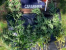 Settimo Vittone, coltivavano piante di marijuana dietro la roulotte: due denunciati