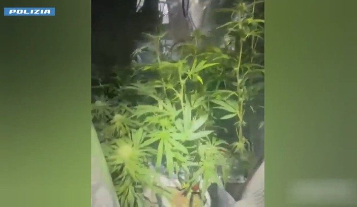 Tradito dall'odore di marijuana: arrestato 37enne coltivatore di ganja [VIDEO]