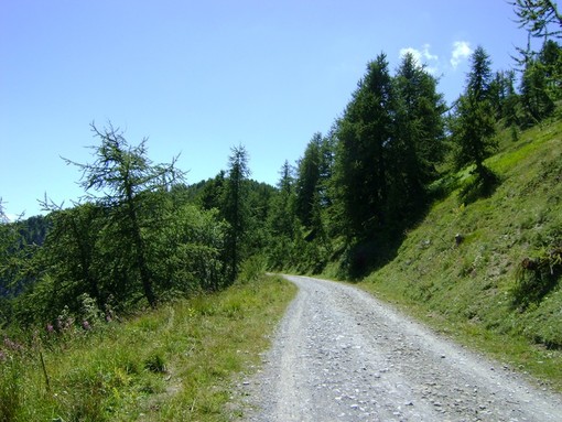 strada di montagna con boschi e prati