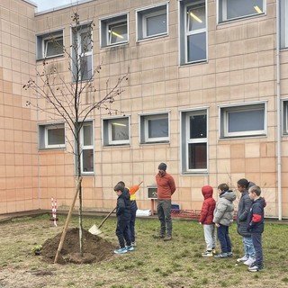 Un nuovo albero per la scuola primaria Anna Frank di Druento