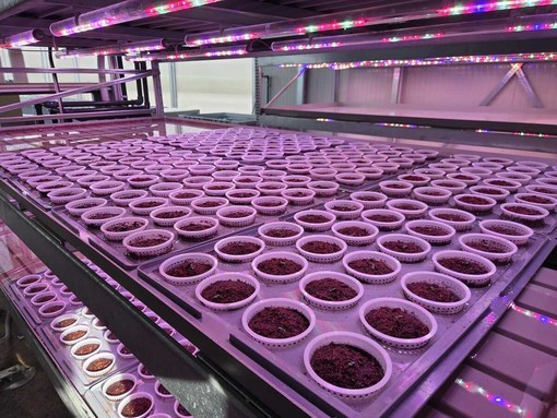 “Una Serra per Mirafiori”