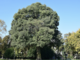 Ambiente: 2.500 nuovi alberi per rigenerare i viali grazie a un accordo tra Comune e Fondazione Compagnia di San Paolo Ambiente: 2.500 nuovi alberi per rigenerare i viali grazie a un accordo tra Comune e Fondazione Compagnia di San Paolo