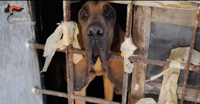 Animali denutriti, chiusi al buio tra escrementi e rifiuti: denunciata una donna a Coazze