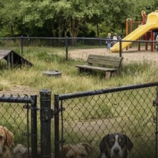 Nichelino, una petizione per chiedere la riapertura dell'area cani di via Don Minzoni