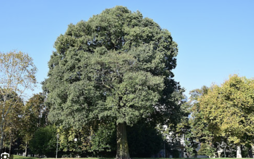 Ambiente: 2.500 nuovi alberi per rigenerare i viali grazie a un accordo tra Comune e Fondazione Compagnia di San Paolo Ambiente: 2.500 nuovi alberi per rigenerare i viali grazie a un accordo tra Comune e Fondazione Compagnia di San Paolo