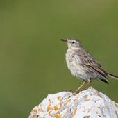 Le pisce da sci delle Alpi italiane risorsa per la biodiversità degli uccelli
