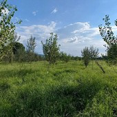 I boschi piemontesi diventano aule a cielo aperto: tornano le giornate informative per le scuole