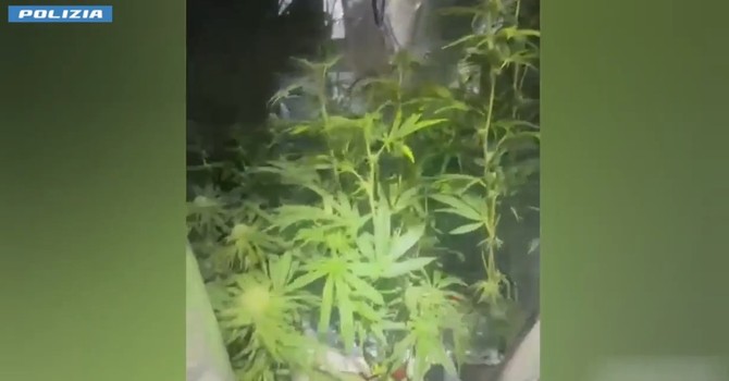 Tradito dall'odore di marijuana: arrestato 37enne coltivatore di ganja [VIDEO]