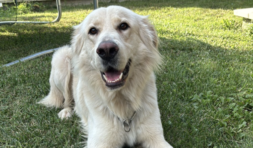 Oscar cerca una famiglia per sempre, appello dal quartiere Parella