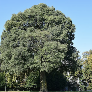 Ambiente: 2.500 nuovi alberi per rigenerare i viali grazie a un accordo tra Comune e Fondazione Compagnia di San Paolo Ambiente: 2.500 nuovi alberi per rigenerare i viali grazie a un accordo tra Comune e Fondazione Compagnia di San Paolo