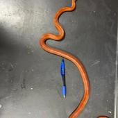 Il serpente del grano ritrovato a Torino