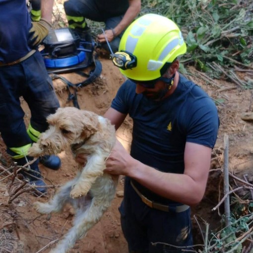 Il salvataggio dei due cagnolini